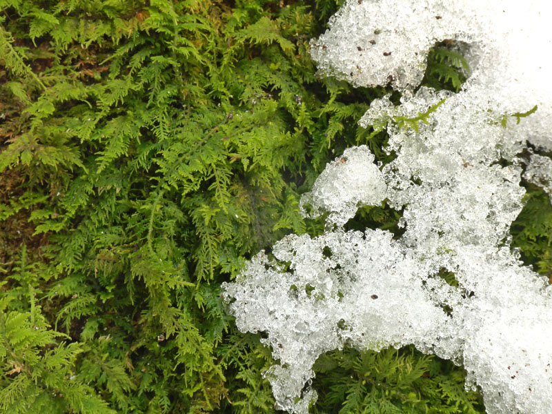 Thuidium tamariscinum